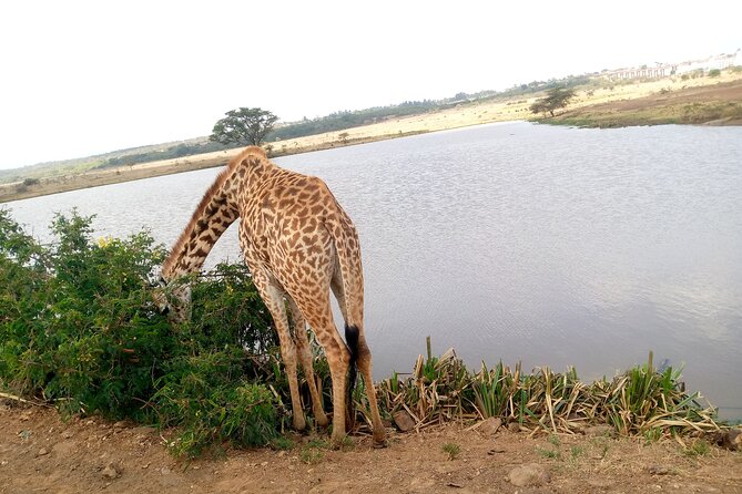 Safari Tour : Nairobi National Park - Meeting and Pickup Logistics