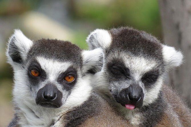 Safari West Sonoma Adventure Tour - Frequently Asked Questions