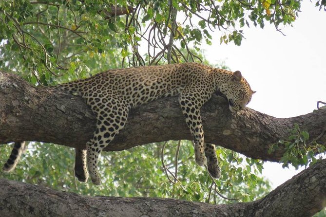 Safaris in Kruger National Park Full Day - Meeting and Pickup Locations
