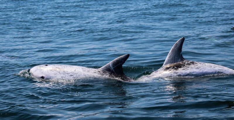 Sagres: Dolphin Watching Tour - Introduction: What Makes This Dolphin Tour Special?