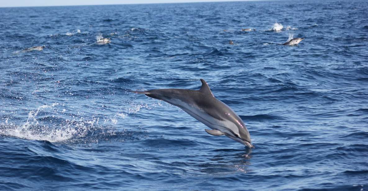 Sagres: Wildlife Tour Dolphins and Caves - Marine Biologist Insights