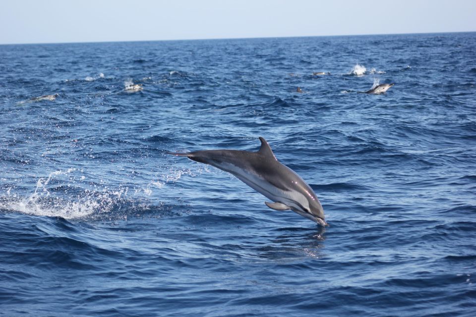 Sagres: Wildlife Tour Dolphins and Caves - Cancellation and Rescheduling