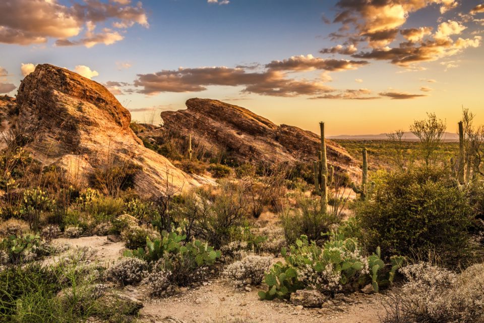 Saguaro National Park Self Guided Driving Audio Tour - Grandeur of Saguaro Cacti