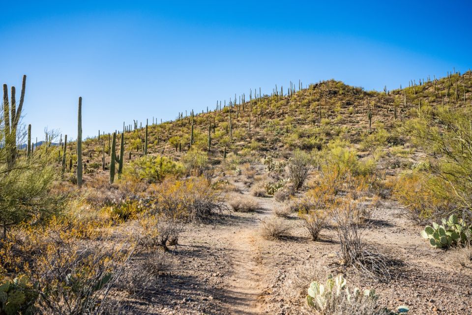Saguaro National Park Self Guided Driving Audio Tour - Scenic Overlook Vistas