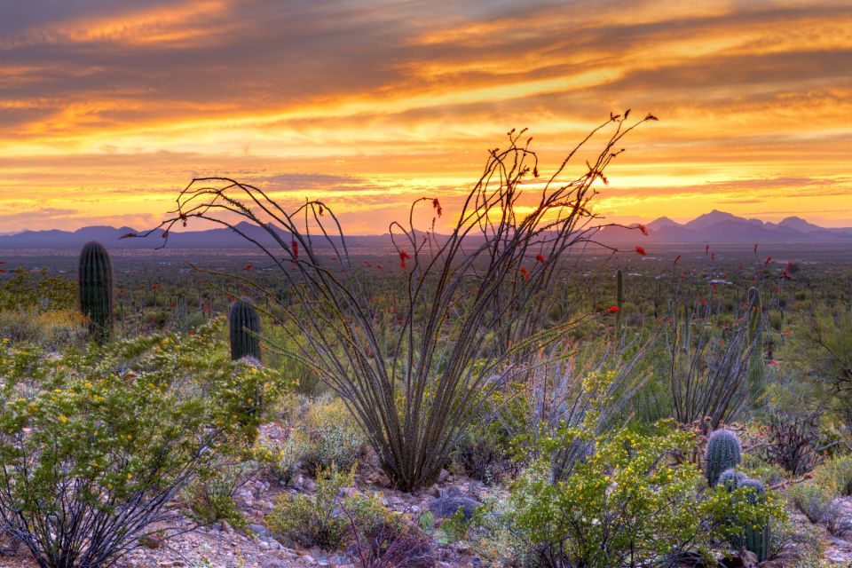 Saguaro National Park Self Guided Driving Audio Tour - Nature Trail Exploration