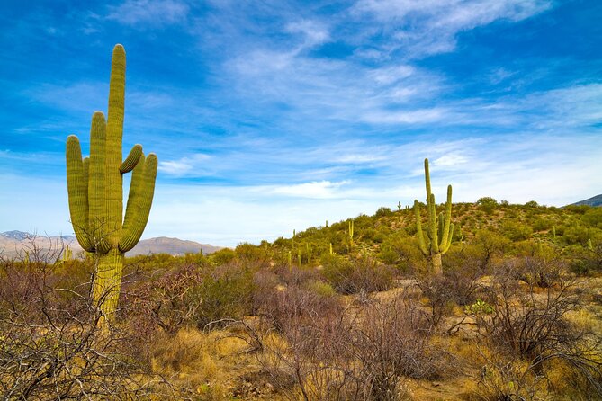 Saguaro NP and Mt. Lemmon Tour Review - Tour Overview