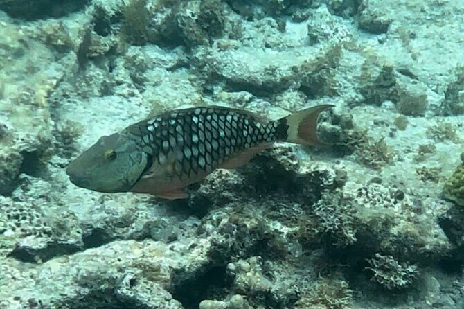 Sail and Snorkel Private Charter - Mid-Day Sail 1230pm to Sunset - Who Will Love This Tour?