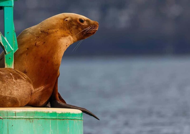Sail Bainbridge Island & Seattle Waters - Classic Sailboat - Practical Tips for the Trip