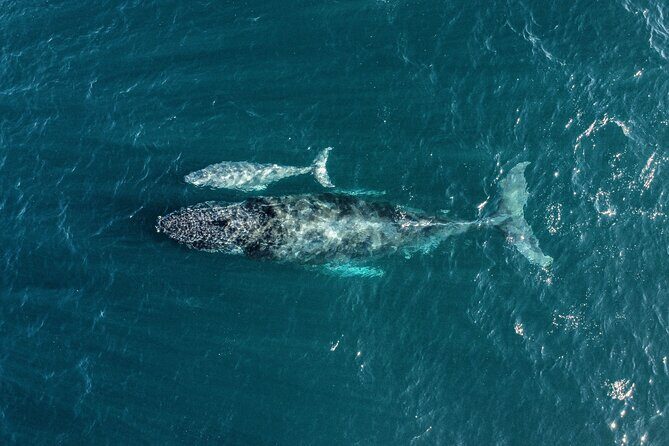 Sail in Style: Exclusive Whale watching Tour in Los Cabos - Key Points