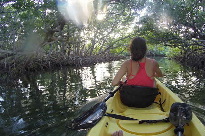 Sail, Snorkel, Kayak, Dolphins, and Lunch With Honest Eco - Wildlife Encounters