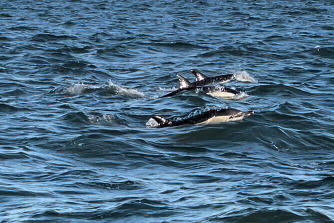 Sailboat Excursion along the Magnificent Tagus River - The Practicalities: What You Should Know