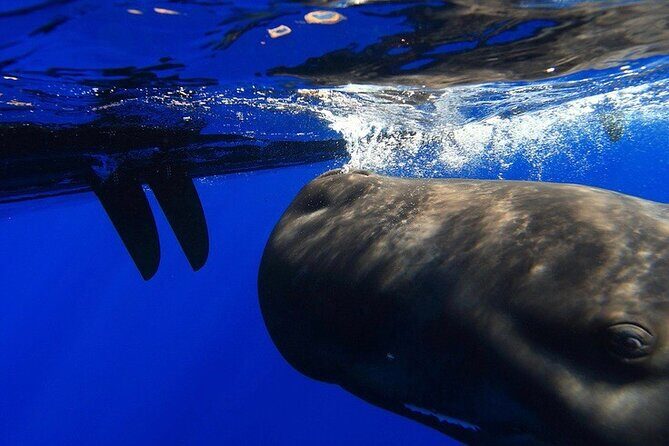 Sailing Alaska's Inside Passage 4 Day Private Tour - Why This Tour Might Be Worth It