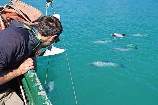 Sailing and Wildlife Tour Akaroa Fox II Sailing - Who Should Consider This Tour?