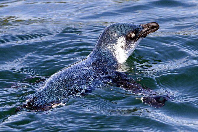 Sailing and Wildlife Tour Akaroa Fox II Sailing - The Sum Up