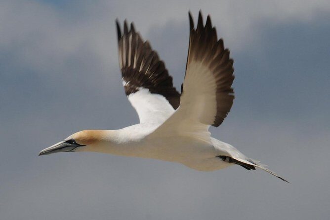 Sailing and Wildlife Tour Akaroa Fox II Sailing - FAQ
