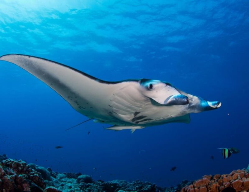 SAILING KOMODO OPEN TRIP 3 DAY 2 NIGHT - Good To Know