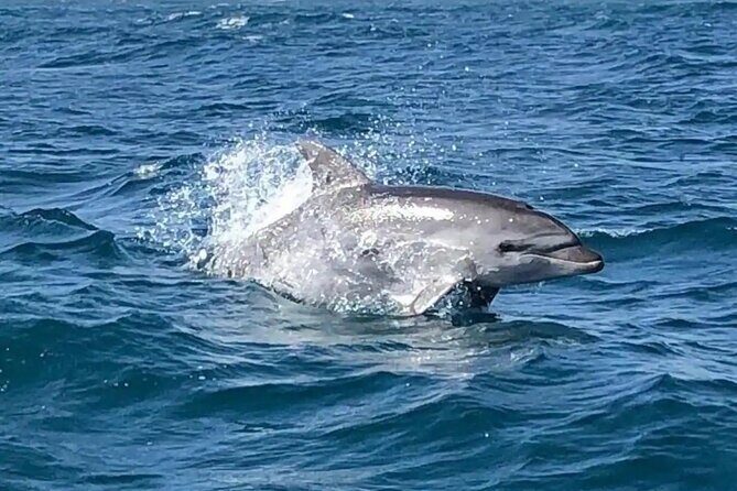 Sailing, swimming, snorkeling, & relaxing in Castelsardo, Sardinia - A Detailed Look at Your 4-Hour Sea Escape