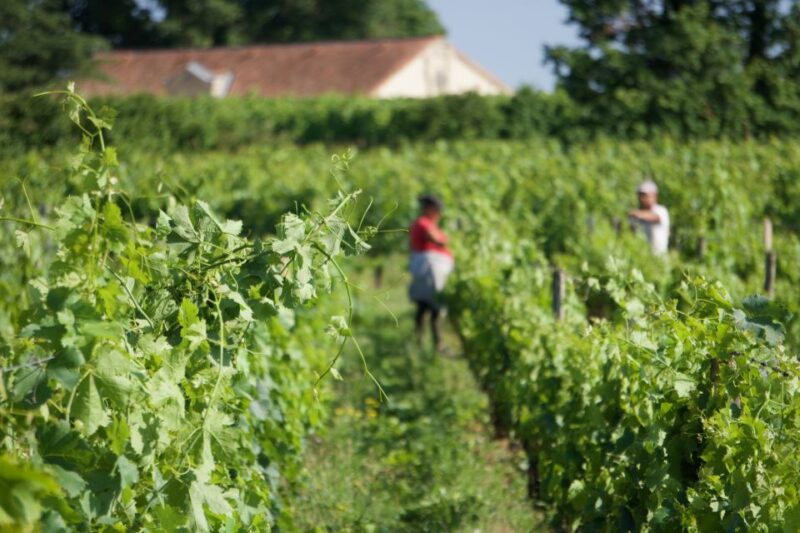 Saint-Emilion: Full-Day Tour With Tasting & Buffet Lunch - Included Features