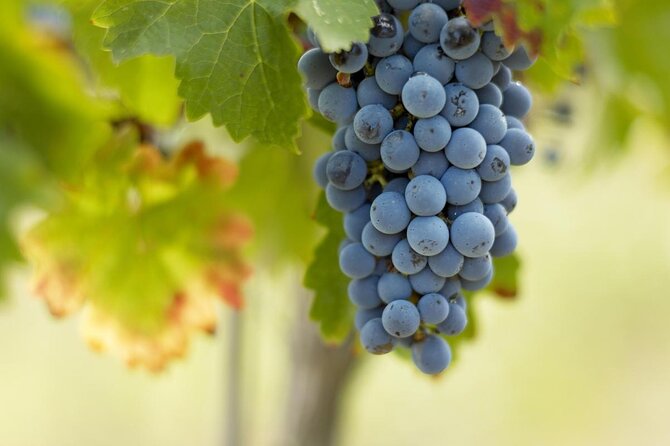 Saint-Emilion Small-Group Electric Bike Wine Tour Tastings & Lunch From Bordeaux - Leisurely E-Bike Ride in Countryside