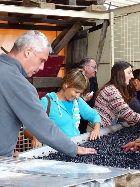 Saint-Emilion: Tasting of 4 Wines in a Family Vineyard - Hosts of the Wine Tasting
