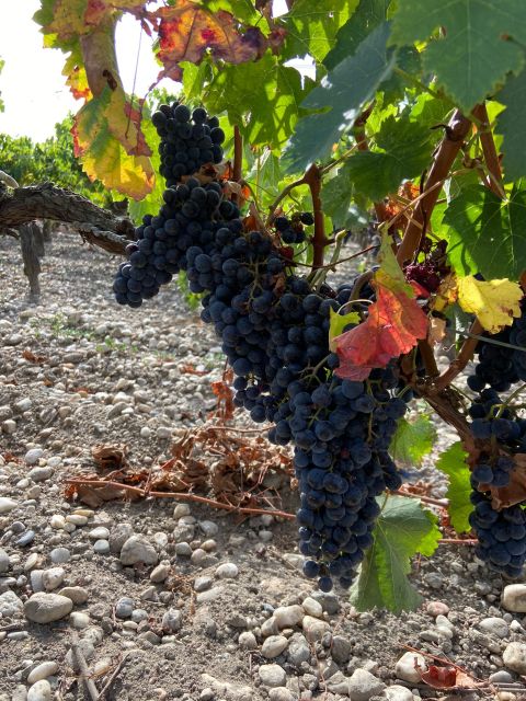 Saint Emilion Village Visiting Chateaux & Wine Tasting - Itinerary Highlights
