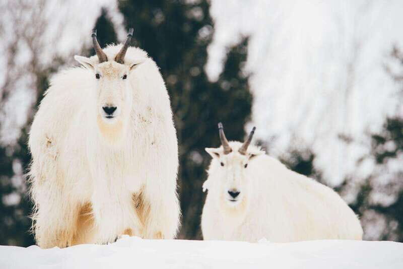 Saint Felicien: Admission to Zoo Sauvage - Key Points