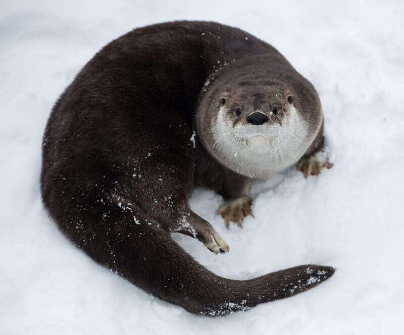 Saint Felicien: Admission to Zoo Sauvage - An Overview of the Saint-Félicien Zoo Sauvage Experience