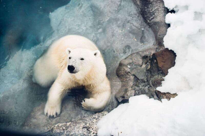 Saint Felicien: Admission to Zoo Sauvage - The Animal Habitats and Wildlife