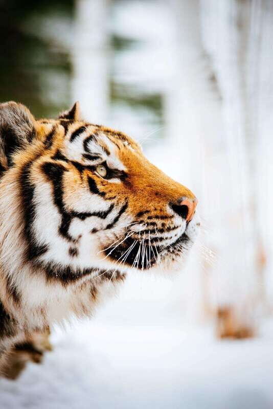 Saint Felicien: Admission to Zoo Sauvage - What to Expect During Your Visit