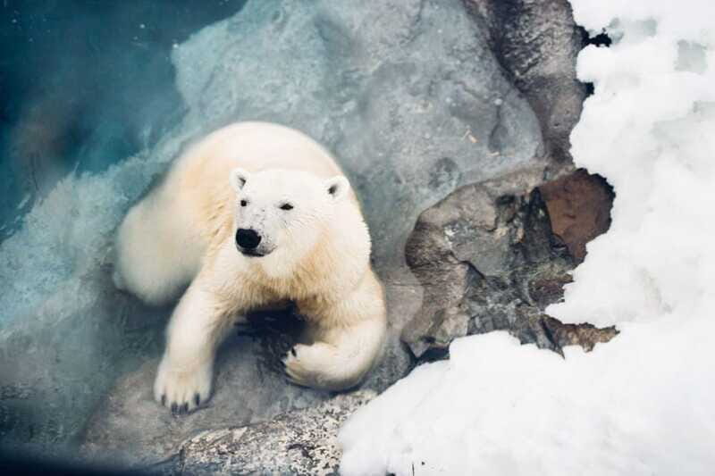 Saint Felicien: Admission to Zoo Sauvage - The Winter Magic