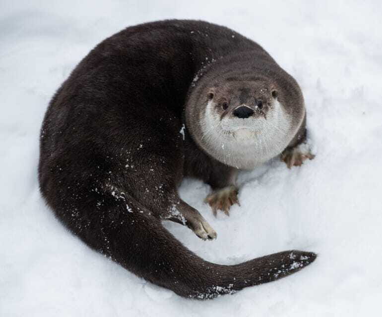 Saint Felicien: Admission to Zoo Sauvage - Real Visitor Perspectives