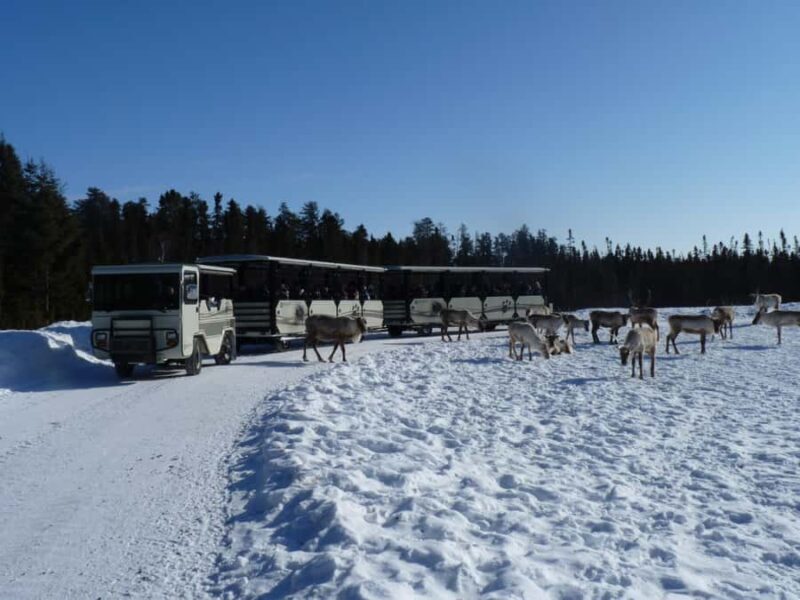 Saint-Félicien Wild Zoo: Winter 2025-2026 Daily Ticket - A Closer Look at the Saint-Félicien Wild Zoo Experience