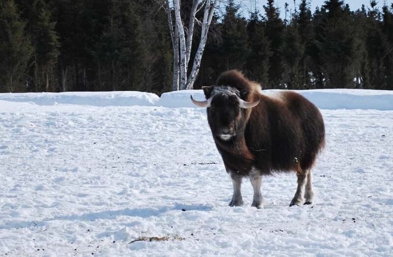 Saint-Félicien Wild Zoo: Winter 2025-2026 Daily Ticket - Final Thoughts