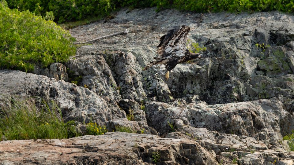 Saint John River: River Relics Kayak Tour - Key Points