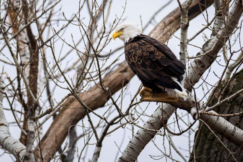 Saint Joseph: Missouri Eagle Waterfowl Photography Tour - The Value of the Tour