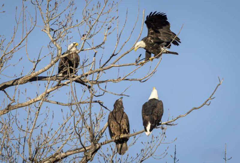 Saint Joseph: Missouri Eagle Waterfowl Photography Tour - Itinerary Breakdown