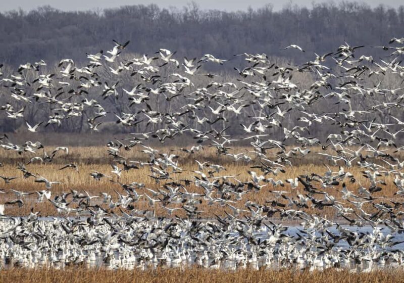 Saint Joseph: Missouri Eagle Waterfowl Photography Tour - Authentic Experiences and Practical Tips