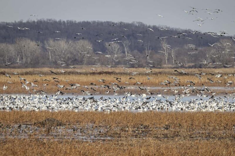 Saint Joseph: Missouri Eagle Waterfowl Photography Tour - Who Should Consider This Tour?