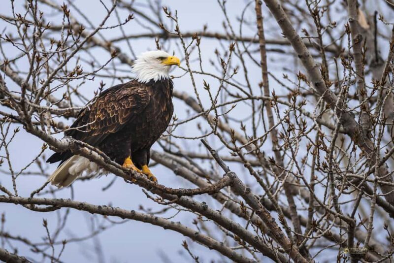 Saint Joseph: Missouri Eagle Waterfowl Photography Tour - The Sum Up