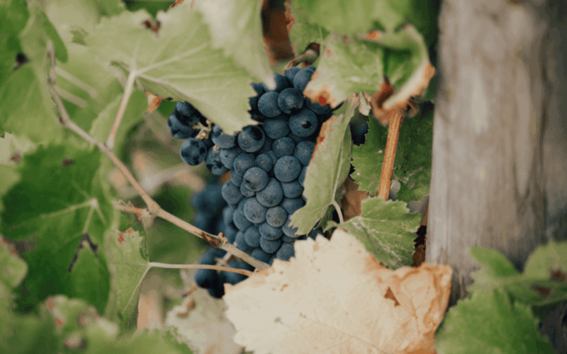 Saint-Tropez: Small Group Wine Tour - Expert Driver-Guide