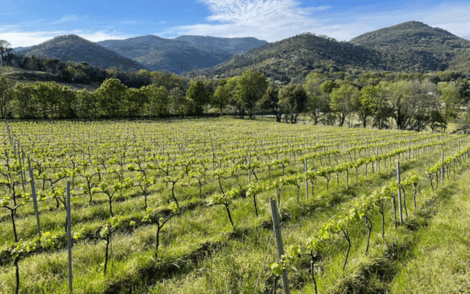 Saint-Tropez: Small Group Wine Tour - Customer Feedback and Recommendations