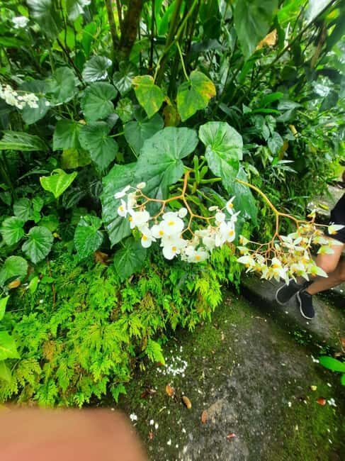 Saint Vincent: Caribbean Odyssey Tour - What Reviewers Say