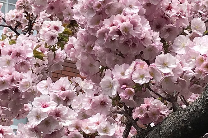 Sakura Picnic Hanami in Osaka - Spring Only - Getting There