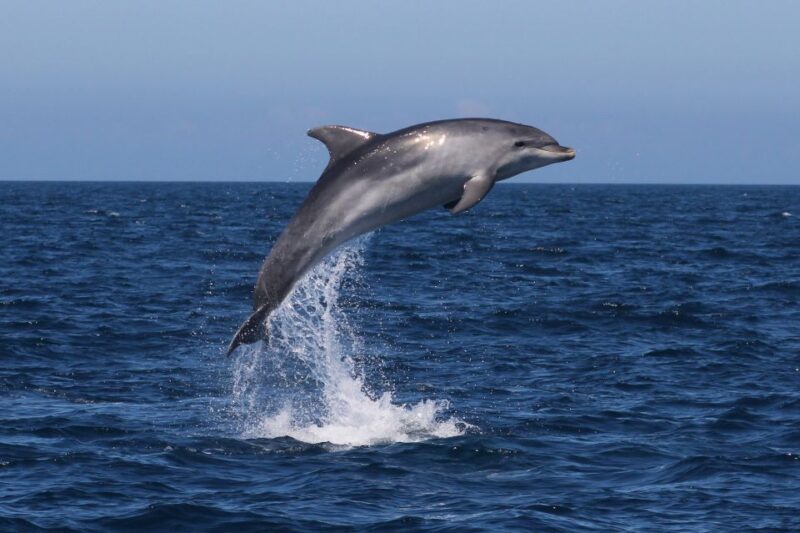 Salema: Dolphin Watching - Key Points