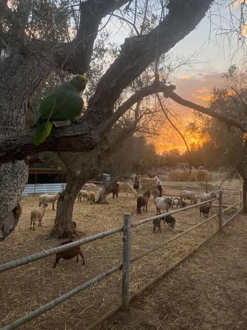 Salento: farm visit with local product tasting - Who Will Enjoy This Experience?