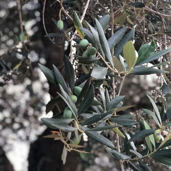 Salento: Olive Oil Mill Walking Tour with Tastings - The Sum Up