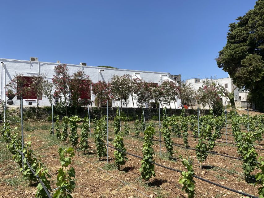 Salento: Winery Tour and Tasting - Experience Highlights