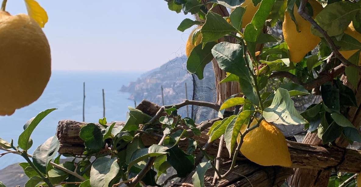 SALERNO: Easy Hiking Path of Lemons • Maiori Minori Ravello - Safety Guidelines and Accessibility