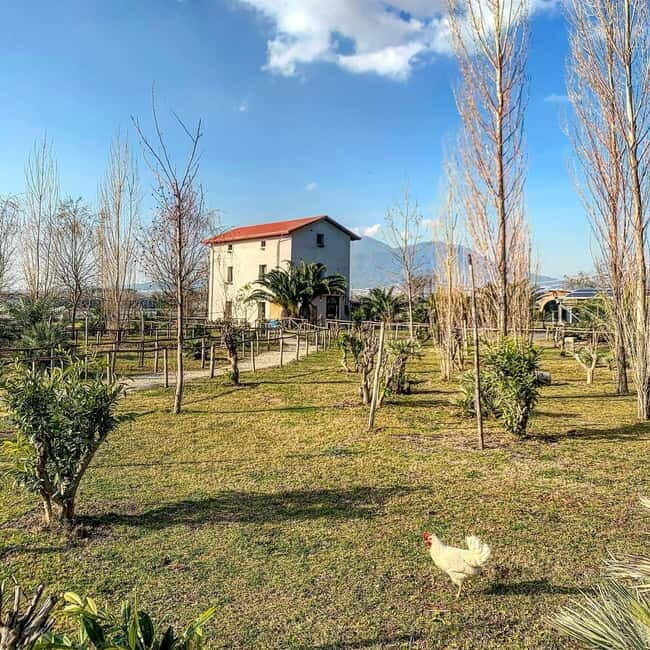Salerno: Tomato Gastronomic Experience + Excursion to Pompeii - The Food and Land Connection
