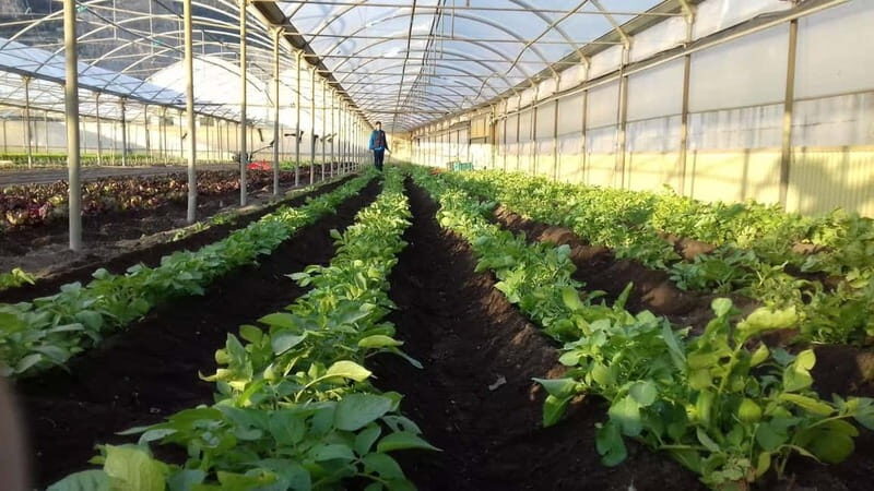 Salerno: Tomato Gastronomic Experience + Excursion to Pompeii - FAQ